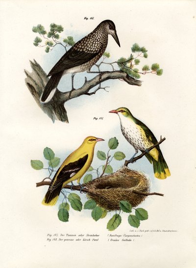 Tannenhäher, 1864 von German School